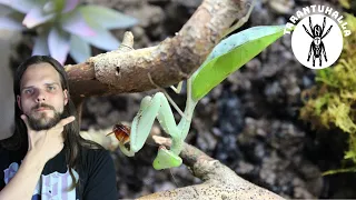 Mantid Mansion - Rehousing my adult female Sphodromantis aurea mantis