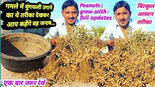 गमले में मूंगफली कैसे उगाए // गमले मे मूंगफली उगाने का एक जादुई तरीका // How to grow peanuts at home