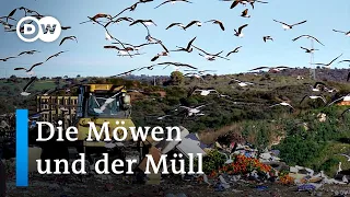 Spanien: Möwen als Mülldetektive | Fokus Europa