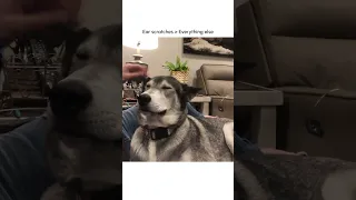 Funny Husky Moans for Scratches!