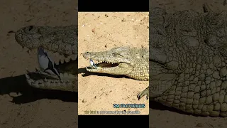 This bird cleans the crocodile's teeth 😱 but the crocodile don't bite #shorts#viral#crocodile#facts