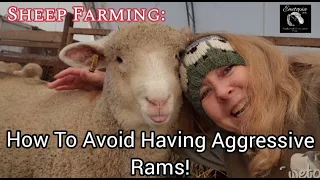 Sheep Farming: How To Avoid Having Aggressive Rams! A Lesson In Behavioral Psychology
