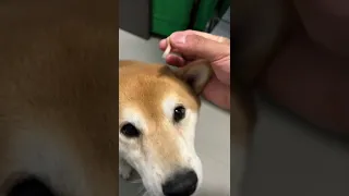 Pulling out loose Shiba floof