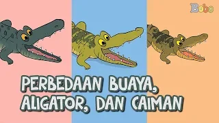 Perbedaan Buaya, Aligator, dan Caiman