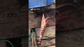 Big size tiger shrimp 🦐.#shorts #fishing #shrimp