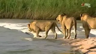 Afrikas gefährliche Flüsse Doku über Afrika in HD Teil 1