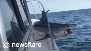 Huge mako shark jumps onto fishing boat