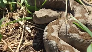 Gjarpëri helmuese (Vipera ammodytes)