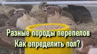 Разные породы перепелов. Самец или самка? Как определить пол.