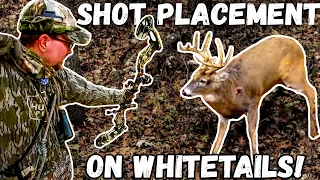 WHERE TO AIM with a BOW!  -  Shot Placement on Whitetails