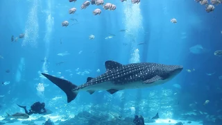 Georgia Aquarium video loop