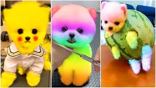 Tik Tok Chó Phốc Sóc Mini 😍 Funny and Cute Pomeranian #191