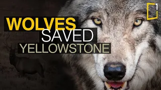 Wolves saved Yellowstone National Park - The Northern Range