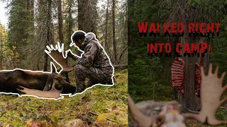 Giant B.C Moose Walks Right into Camp - Killed him 50 yards from the campfire!