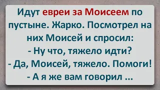 ✡️ Египетский Плен! Шахер-махер Анекдот! Еврейские Анекдоты! Анекдоты про Евреев! Выпуск #203