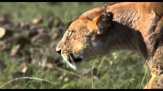 African Cats: Hunters Being Hunted - Clip