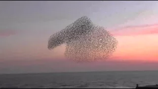 Starling murmuration, Brighton 7.3.2015