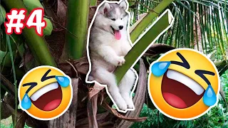 Funny Dogs And Cats Videos 2024 😅 - Best Funniest Animal Videos Of The Week #4