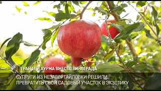 Гранат и хурма вместо винограда