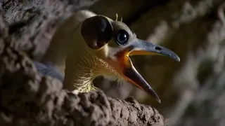 These Ancient Birds Have Been Around for 44 Million Years | Africa | BBC Earth