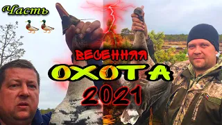 Весенняя охота в Архангельской области 2021.Часть 2 #охота2021 #охотанагуся