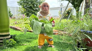 Bibi farmer harvests vegetables and cooks with grandma!