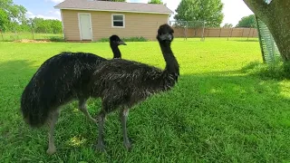 Killer Emu....