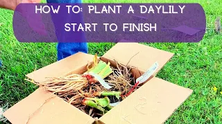 How To Plant A Daylily—Start to Finish | Oakes Daylilies