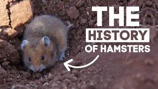 The History Of Hamsters