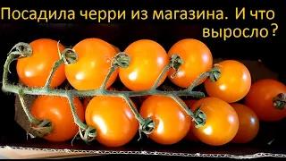 А что вырастет, если черри из магазина посадить? Смотрите)