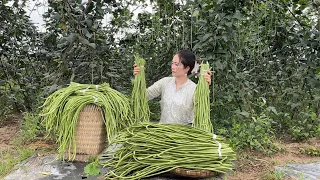 Harvesting Cowpeas goes to the market sell, Vàng Hoa, king kong amazon
