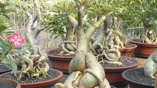 How to Grow Bonsai Adenium