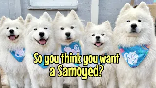 So you think you want a samoyed?