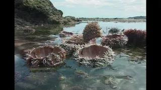 【海洋保育】海膽存亡記｜馬糞海膽的生存危機  (我們的島 第206集 2003-05-26)