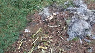 the Bigfoot Attack At Snake Woods - Camera Smashed video
