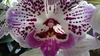 Обзор орхидей из ОБИ/13.09