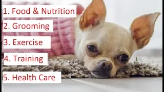 Chihuahua 101 - Feeding, Grooming, Training & Health Care of Chihuahua
