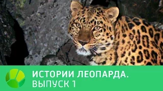 История леопарда. Выпуск 1 | Живая Планета