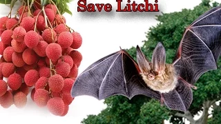 Litchi's protection