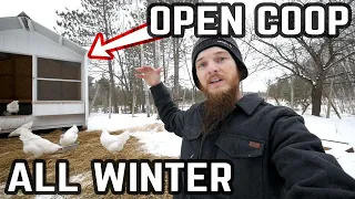 Winter Chicken Guide - NO Heat Open Air Coop & Cold Weather Tips
