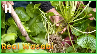 Awesome WASABI Cultivation Technology And Harvest – WASABI Health Benefits @HappyFarm85