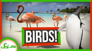 This One’s for the Birds: Your Bird Questions, Answered | Compilation