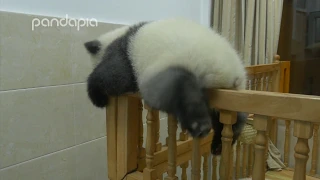 Panda's brave cradle escape