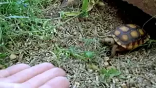 Tiny Tortoise Comes When Called (the original Taco)