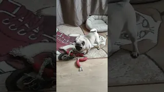 Шальной мопс Декстер #shorts #pug #мопс #мопсы