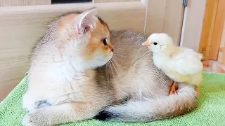 The most tender moments in the life of kittens and chicks. Collection.