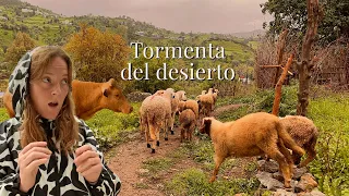 🌪️¡He pasado Miedo! Atrapada en la Tormenta del Desierto, Ovejas se Escapan de la finca - Primavera