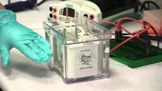 Electrophoresis: Assembling & Running An SDS Page Gel