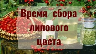 Время собирать липовый цвет. 4 июля - Ульянов день, лучший день для сбора липового цвета