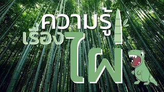 (TH/EN) สื่อให้ความรู้เกี่ยวกับข้อมูลพื้นฐานของไผ่ (Bamboo Fundamental Information)